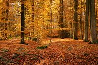 Zonnestralen in de herfstig bos