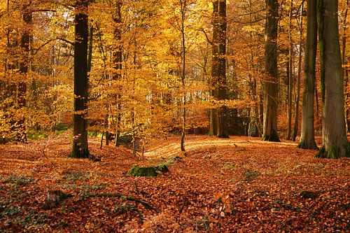 Zonnestralen in de herfstig bos