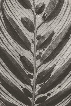 Botanisch Patroon