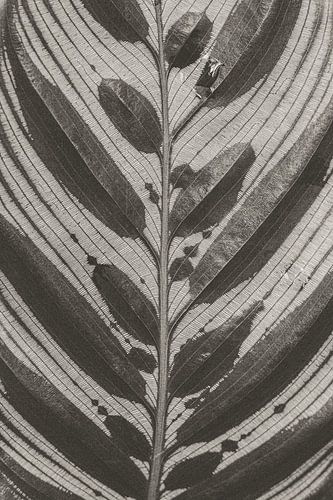 Botanisch Patroon