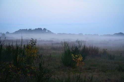 Voorland met mist op gras en heide in Denemarken, voor duinen. Mystieke sfeer
