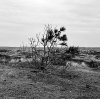 de nederlandse Joshua Tree van U2