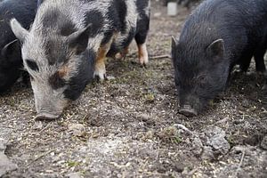 1jährige Minischweine im Garten