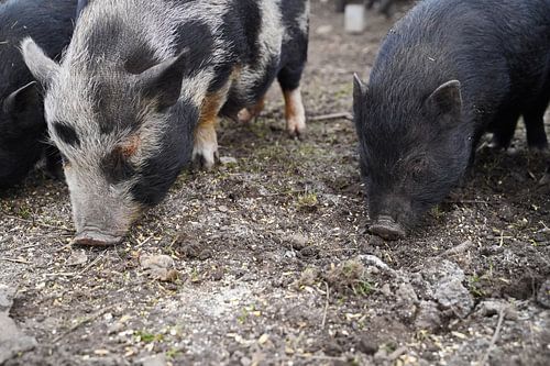 1 jaar oude minivarkens in de tuin