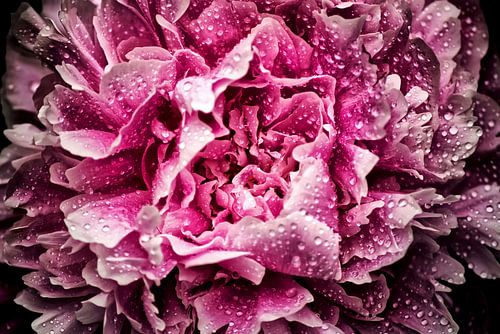 Peony Splendor (water drops)