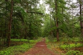 Wanderweg im grünen Wald auf dem Holterberg von Deborah de Meijer