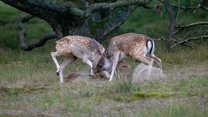 Dierenfotografie - Bronstige damherten... van Bert v.d. Kraats Fotografie