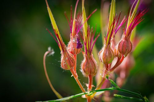 Festival van kleur in de tuin
