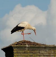 Ooievaar in Nederland