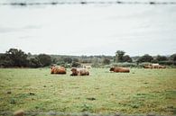 Schotse Hooglanders in wei | Reisfotografie fine art foto print | Engeland, UK van Sanne Dost thumbnail
