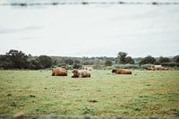 Schotse Hooglanders in wei | Reisfotografie fine art foto print | Engeland, UK