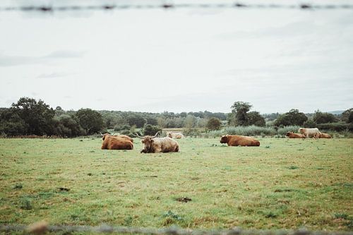 Scottish Highlanders in pasture | Travel photography fine art photo print | England, UK