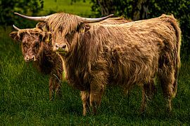 Scottish Highlanders (Highlanders) by Brian Morgan