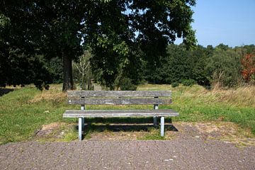 Découvrir la nature dans une zone forestière de l'Emsland, Basse-Saxe, Allemagne sur Bianca Meyering Fotos - BMF