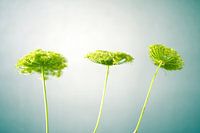 Three green flowers in a row in the morning light