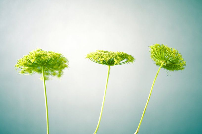Drei grüne Blumen in einer Reihe im Morgenlicht von Regina Elise