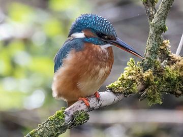 The little kingfisher by Christina Bauer Photos