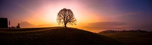 Morgenstimmung am Baum von Leo Schindzielorz