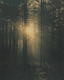 Lumière magique dans la forêt