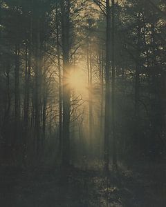 Magisches Licht im Wald