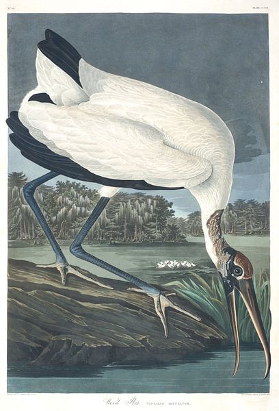 Kaalkopooievaar van Birds of America
