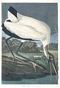 Kaalkopooievaar van Birds of America thumbnail