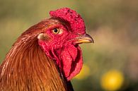 De Haan van Chantalla Photography thumbnail