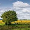 Das Naturschutzgebiet Westerbroekstermadepolder mit der Mühle De Biks im Hintergrund von Marga Vroom