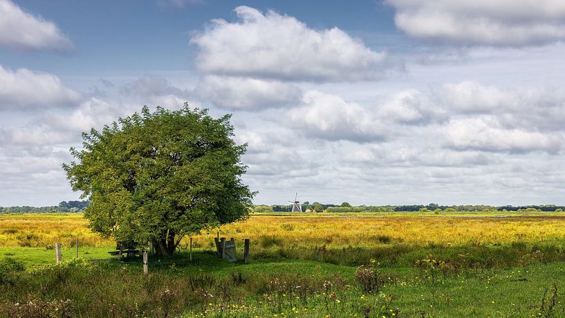 Het natuurgebied de Westerbroekstermadepolder met op de achtergrond de molen De Biks van Marga Vroom