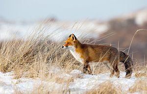 Vos in een winter landschap