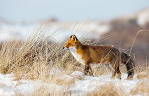 Vos in een winter landschap sur Menno Schaefer