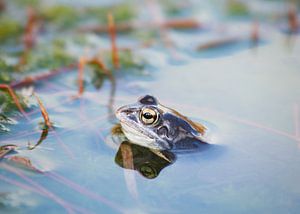 Frog by Lisa Bouwman