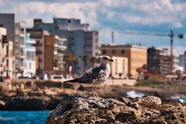 Porträt einer Möwe in Gallipoli von Patrick Wittling