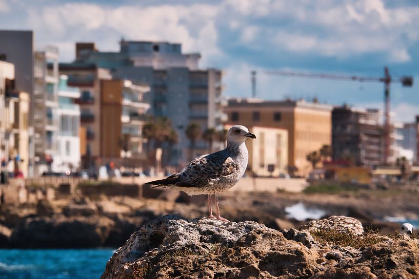 Portrait d&#039;une mouette à Gallipoli par Patrick Wittling