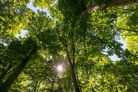 Loofbos van Christoph Schaible