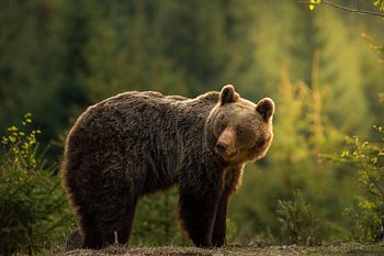 Ours rétroéclairé