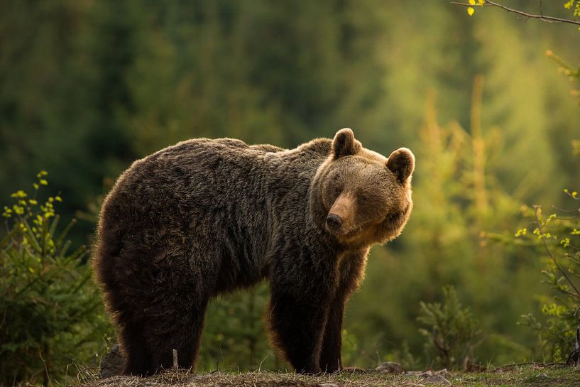 Backlit bear by Richard Krchnak