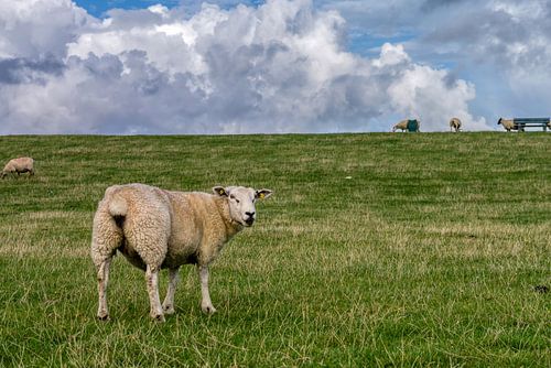 "Je kunt mijn kont kussen"