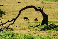 Kromme boom en koeien van Michel van Kooten thumbnail