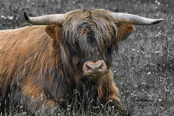 Schotse hooglander / Highland cattle van Henk de Boer
