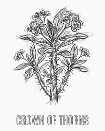 Minimalistisches Poster mit Sträußchenblume als Strichzeichnung – weiße Ausgabe von moveit store