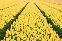 Endless flower field of yellow tulips 