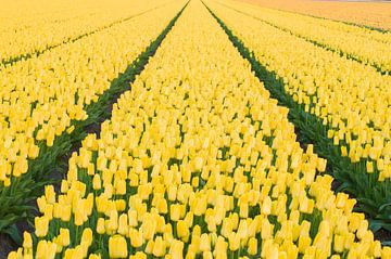 Unendlich viele gelbe Tulpen von Stefanie de Boer
