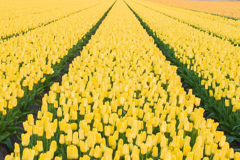 Oneindig veel gele tulpen van Stefanie de Boer