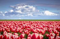 Rote Tulpen in holländischer Landschaft von Fotografiecor .nl Miniaturansicht