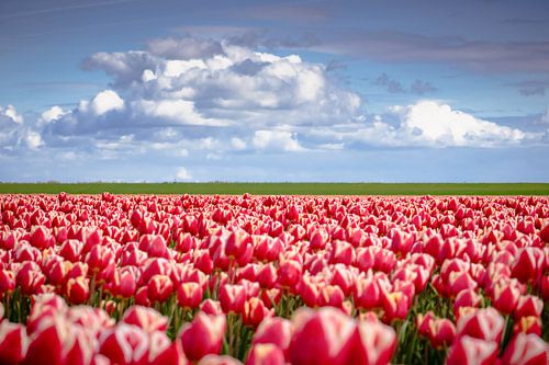 Blooming tulips during spring 