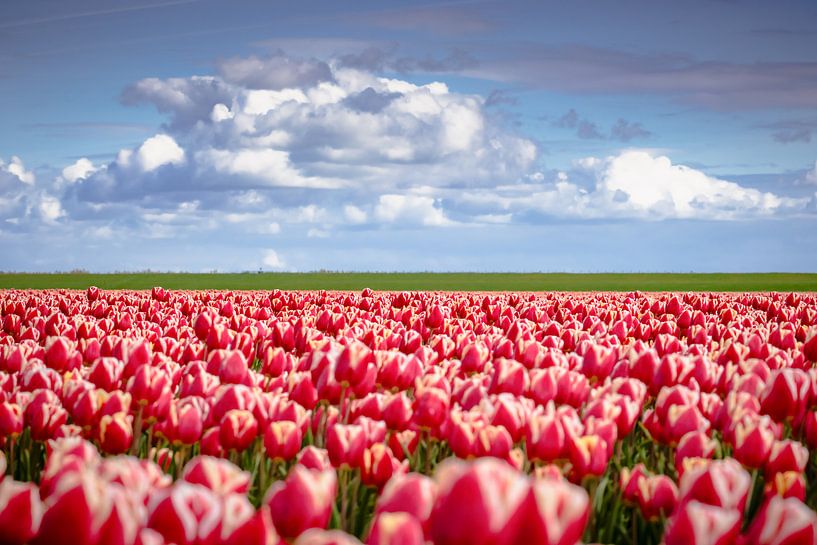 Rote Tulpen in holländischer Landschaft von Fotografiecor .nl