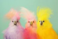 Kleurrijke vrolijke vogels van Studio Allee thumbnail