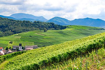 Vineyard landscape Pfaffenweiler