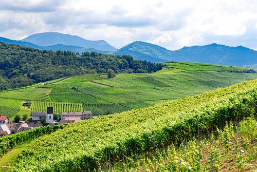 Vineyard landscape Pfaffenweiler